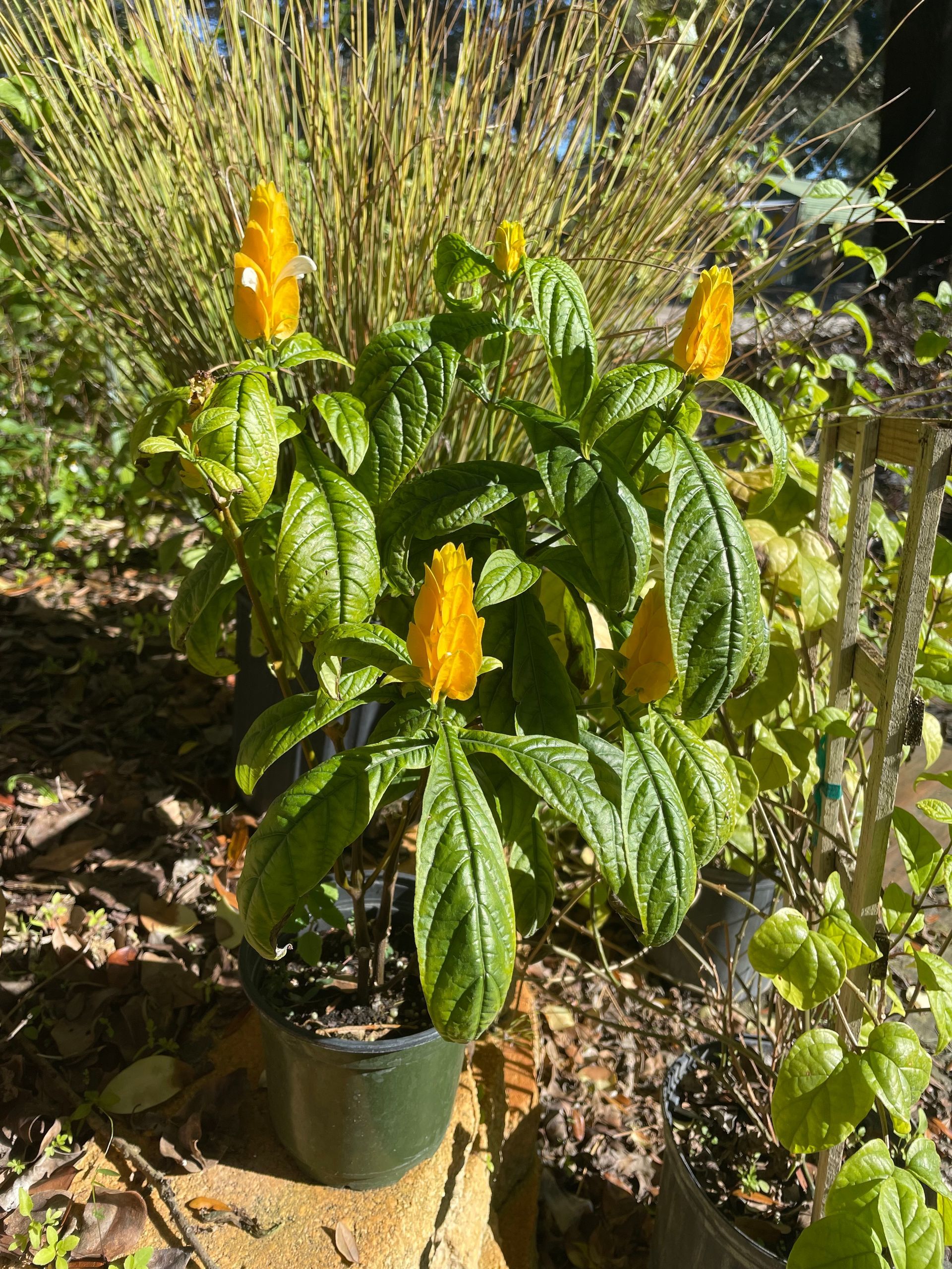 Shrimp Plant