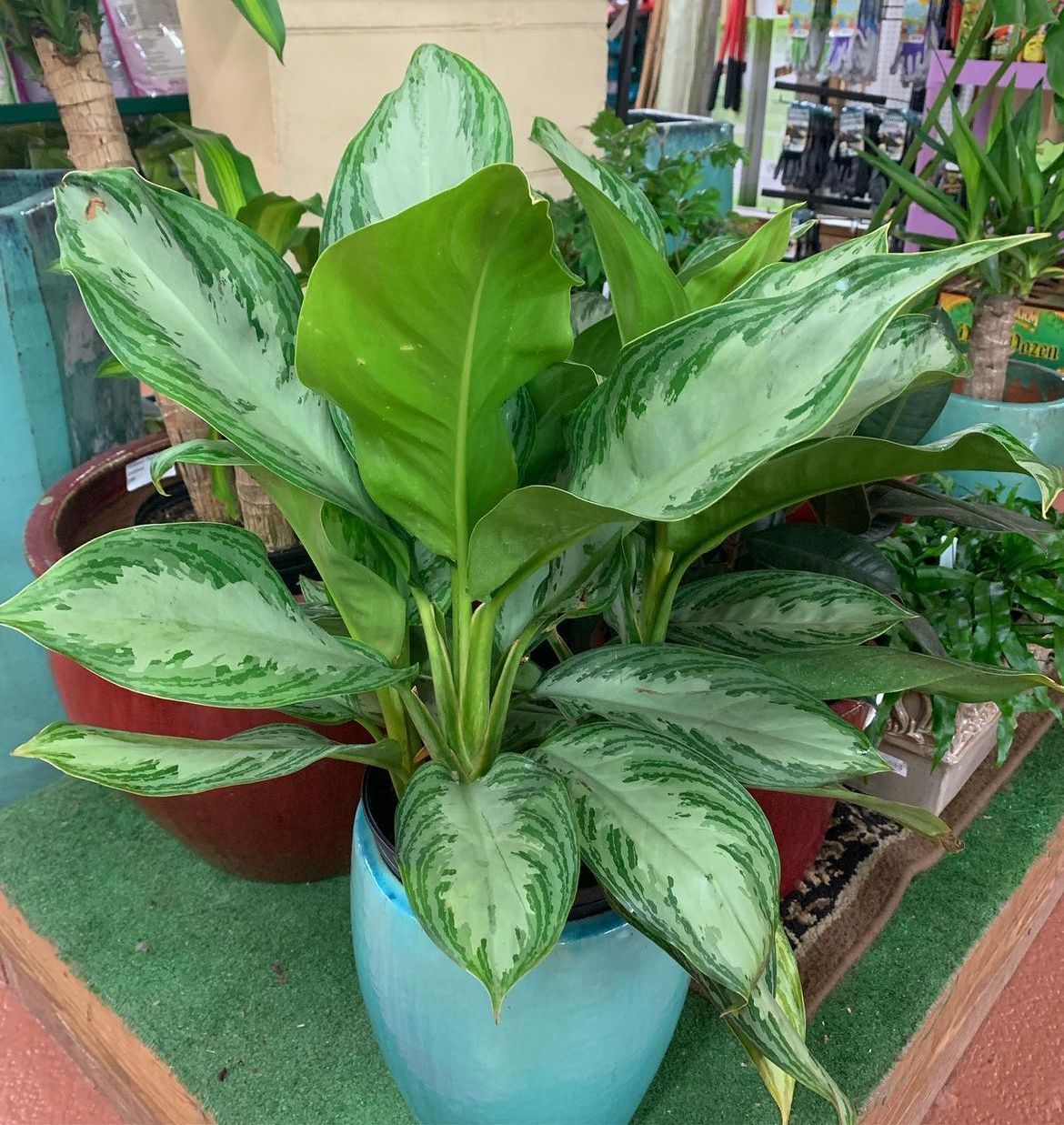Aglaonema Silver Bay