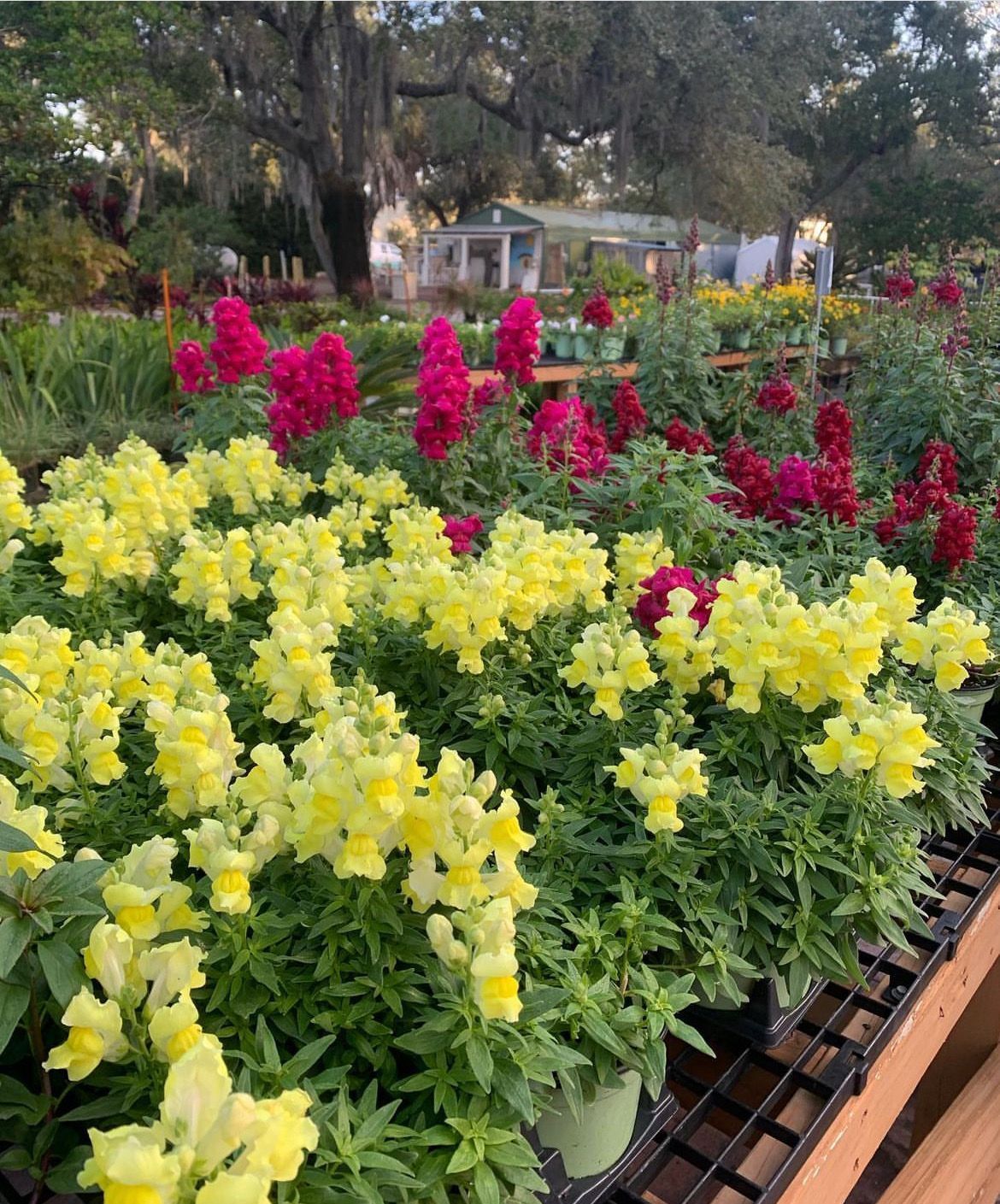 Snapdragon