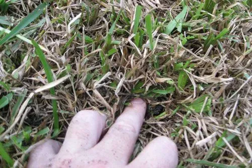 Sod Webworm Damage St. Augustine