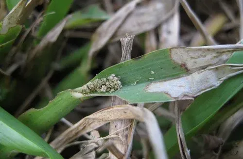 Sod Webworm Damage St. Augustine