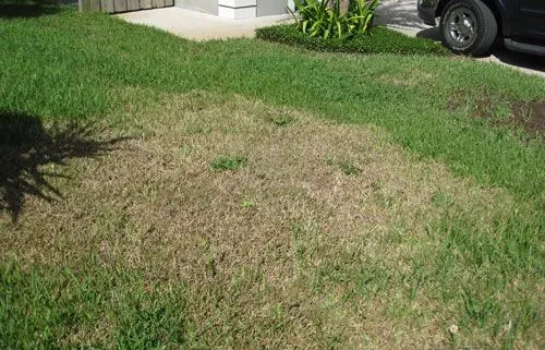 Sod Webworm Damage St. Augustine