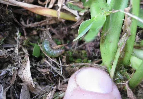 Sod Webworm Eating Thatch