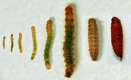 Sod Webworm Larvae Stages