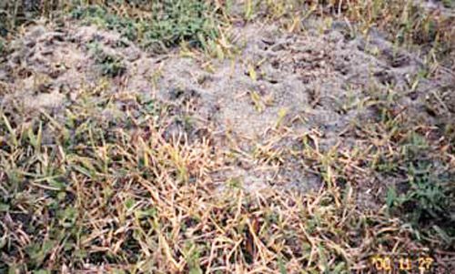Fire Ant Mounds