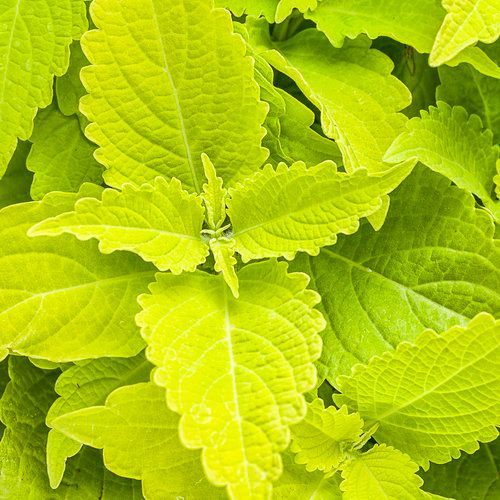 ColorBlaze Coleus Lime Time