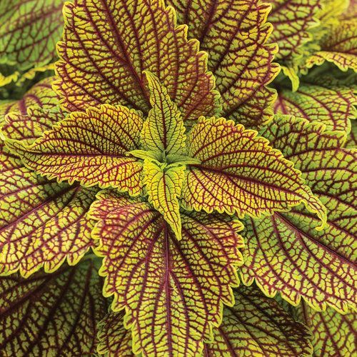 ColorBlaze Coleus Golden Dreams