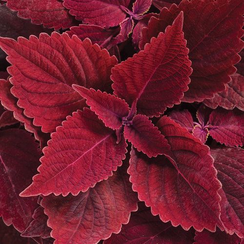 ColorBlaze Coleus Rediculous