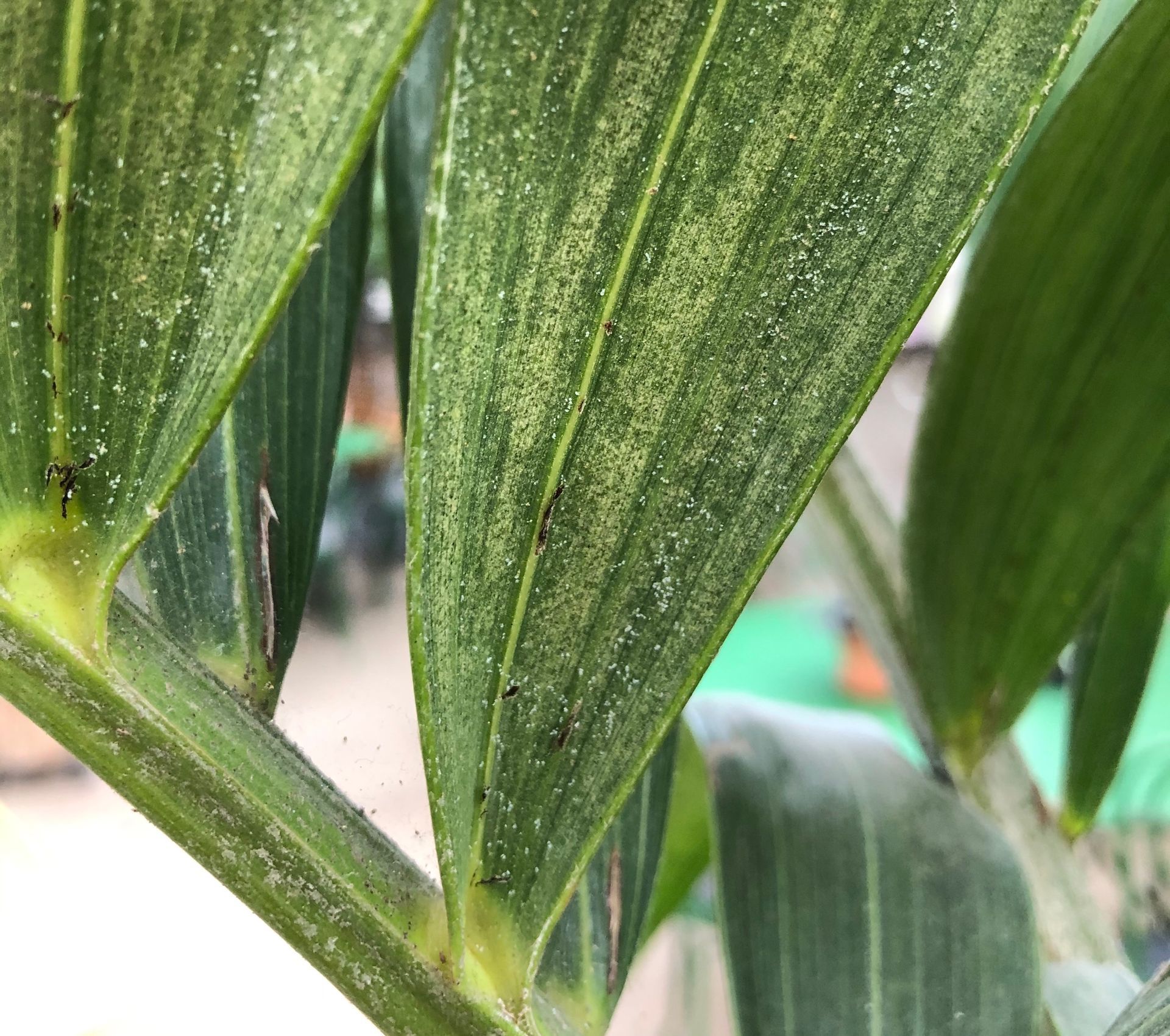 Spider mites palms
