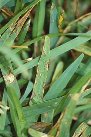 St. Augustine Fungus