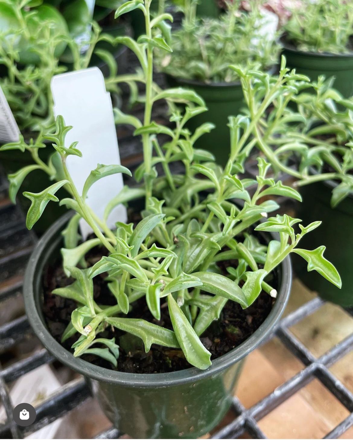String of Dolphins