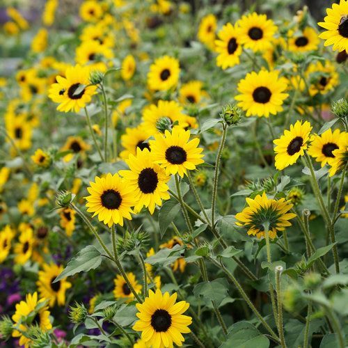 Suncredible Sunflower Bush