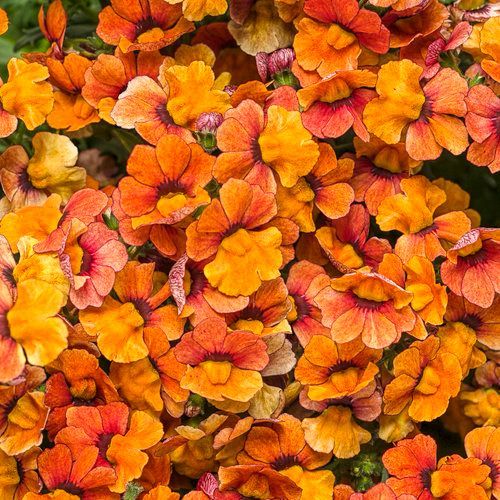 Nemesia Sunsatia Blood Orange