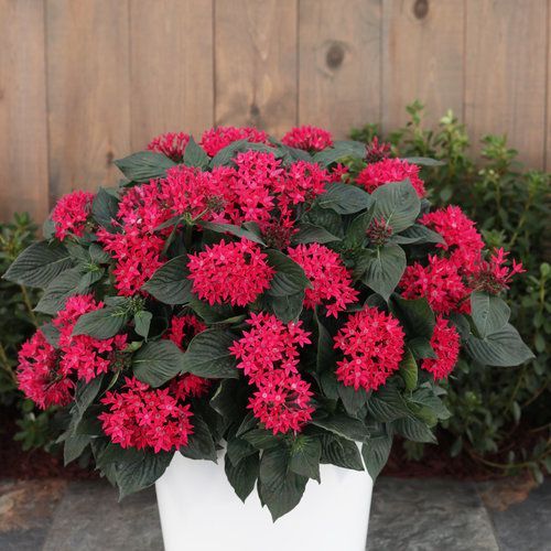 Pentas