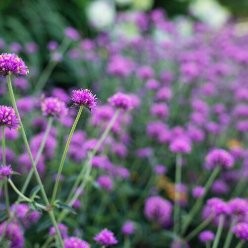 Truffula Gomphrena Landscape