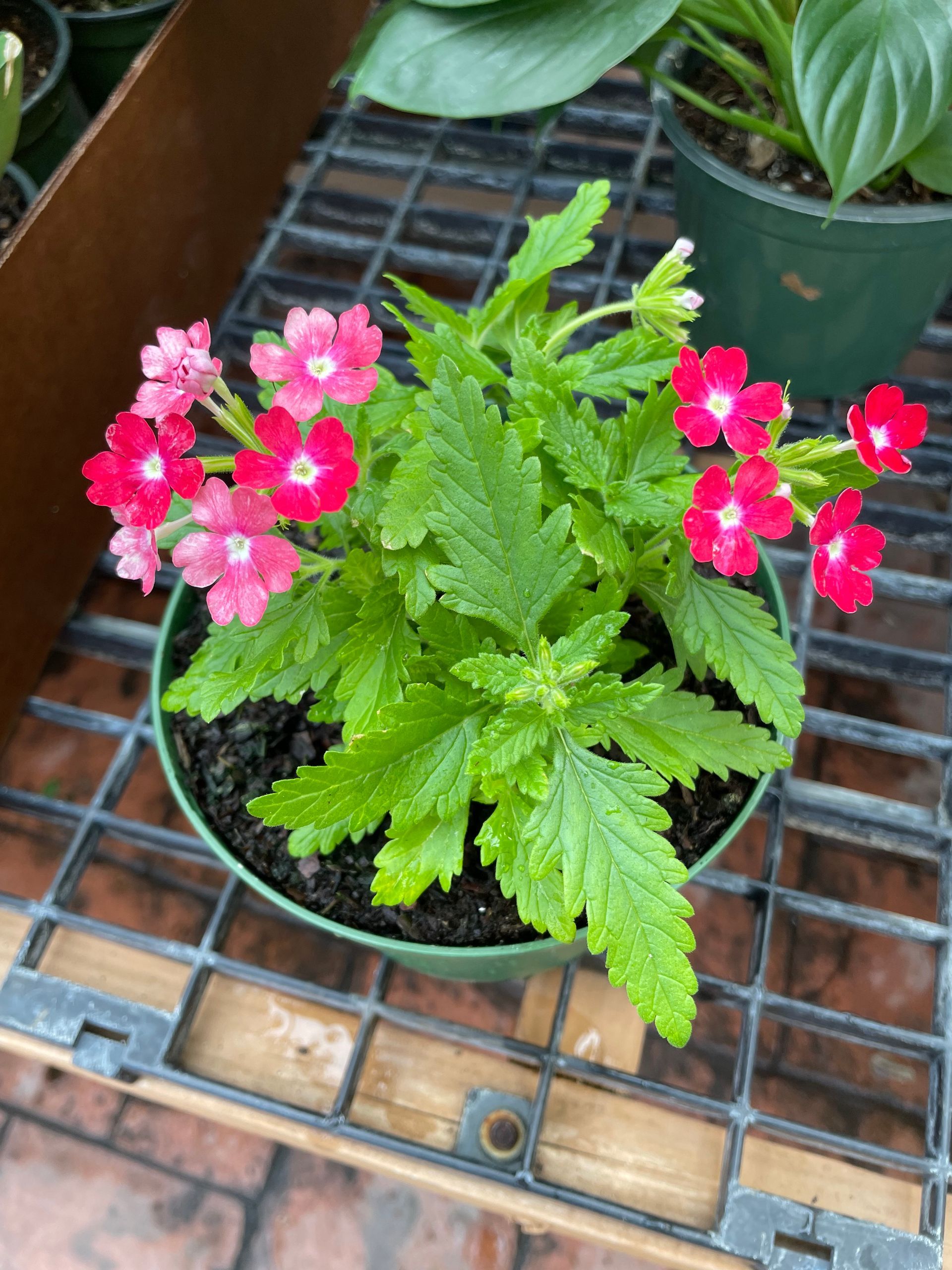 Verbena
