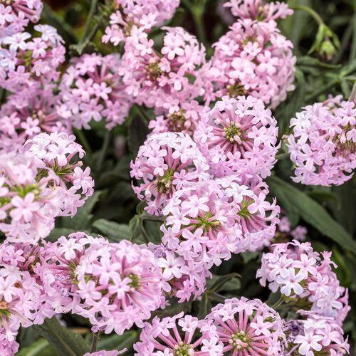 Cake Pops Verbena Pink