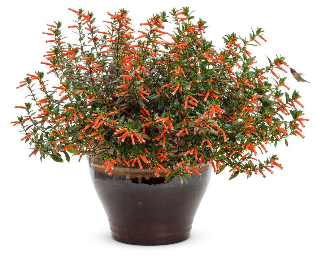 Vermillionaire Cuphea Pot