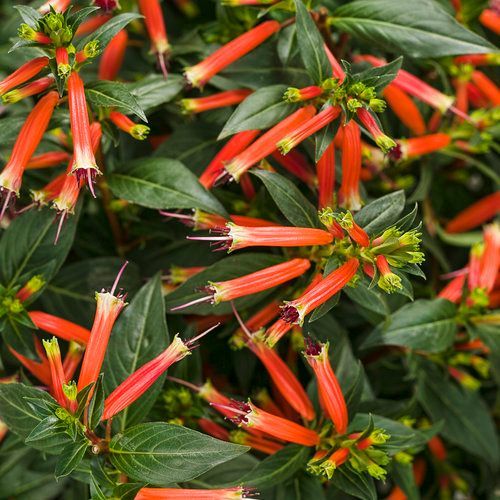 Vermillionaire Cuphea