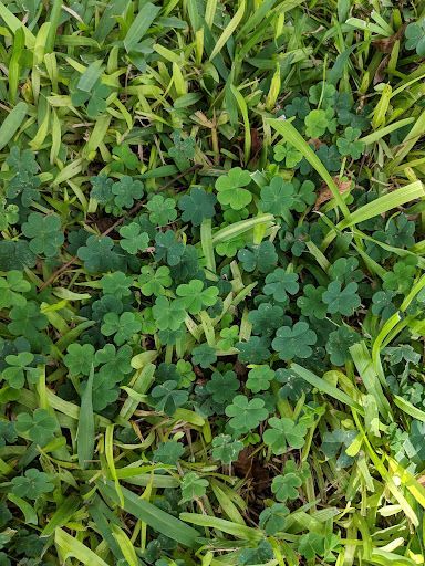 Weeds in Grass