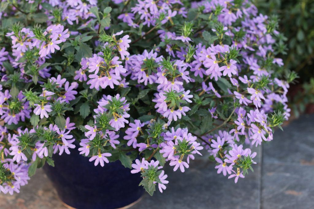 Whirlwind Fan Flower Scaevola Blue Pot