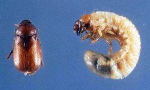 White Grub Chafer Beetle