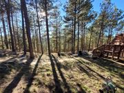 Sunlit forest with tall trees casting long shadows on the grassy ground, with a wooden deck and a house visible on the right.