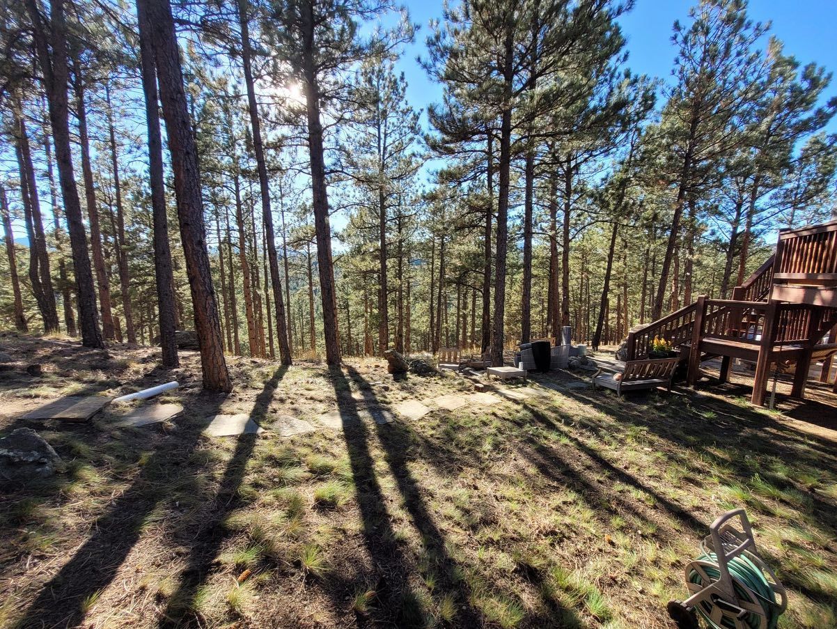 Sunlit forest with tall trees casting long shadows on the grassy ground, with a wooden deck and a house visible on the right.