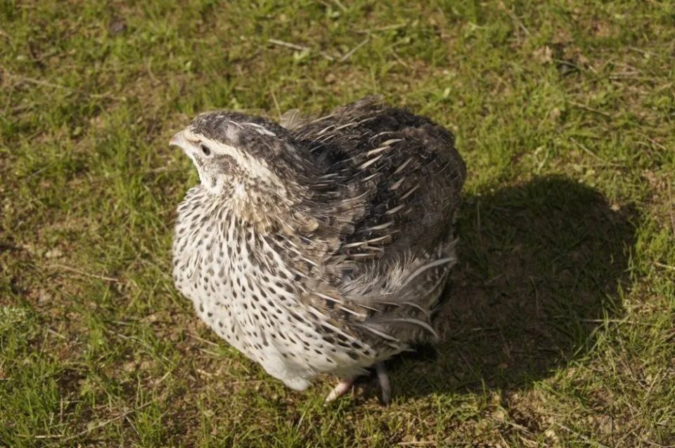 quaglie al pascolo