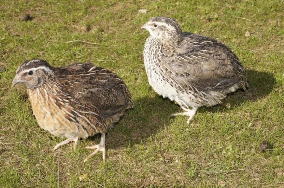 quaglie sul prato