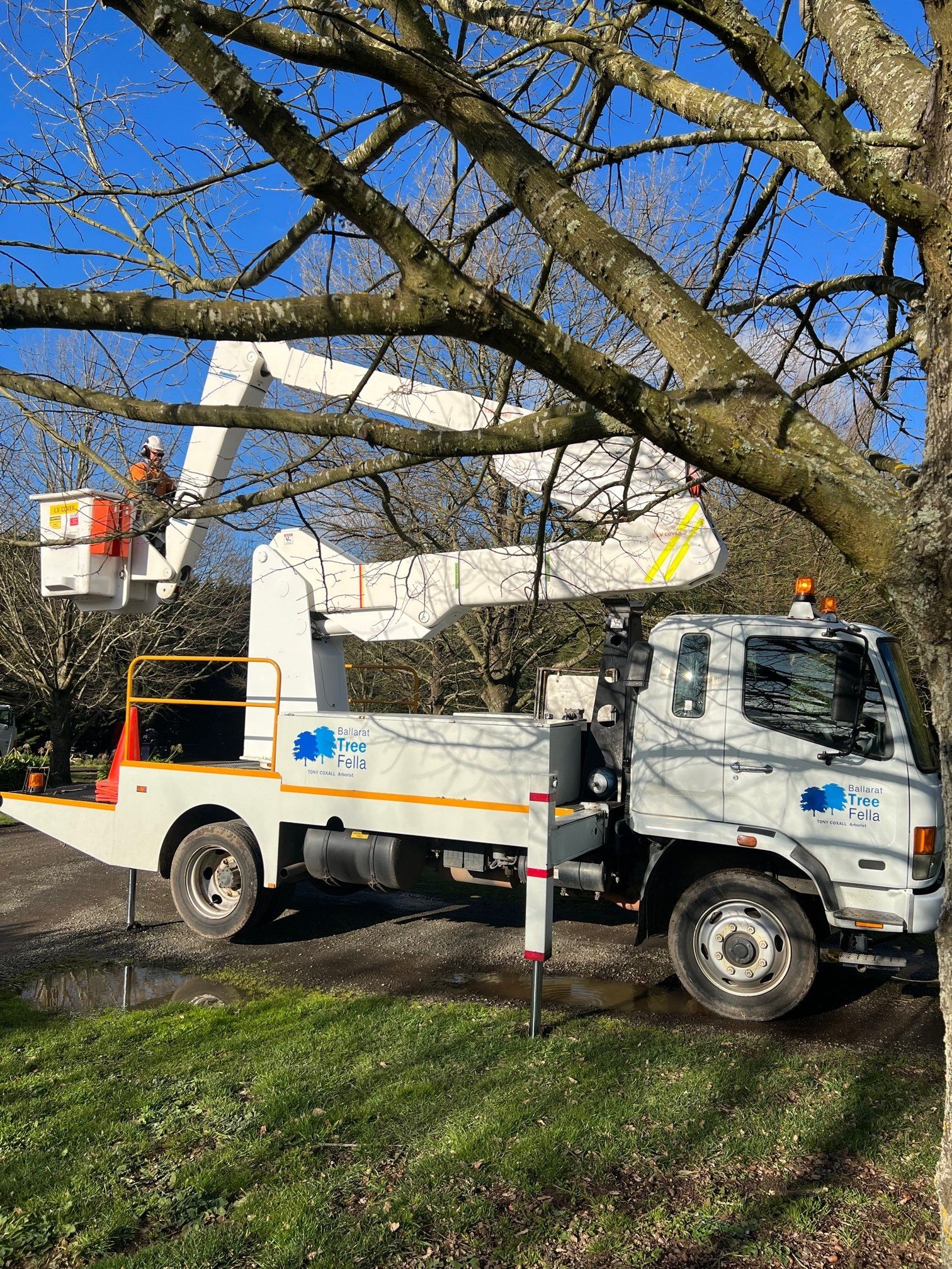 trimming tree with lift