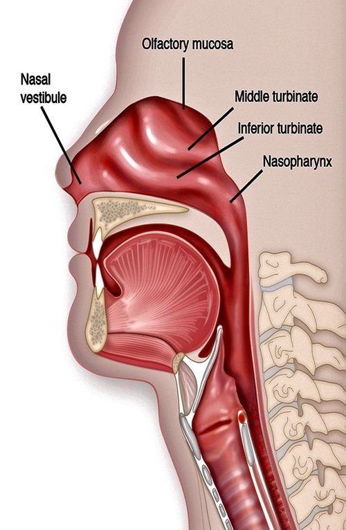 Side view of the human nasal and throat passage. Red nasal cavity with labeled sections including turbinates and nasopharynx.