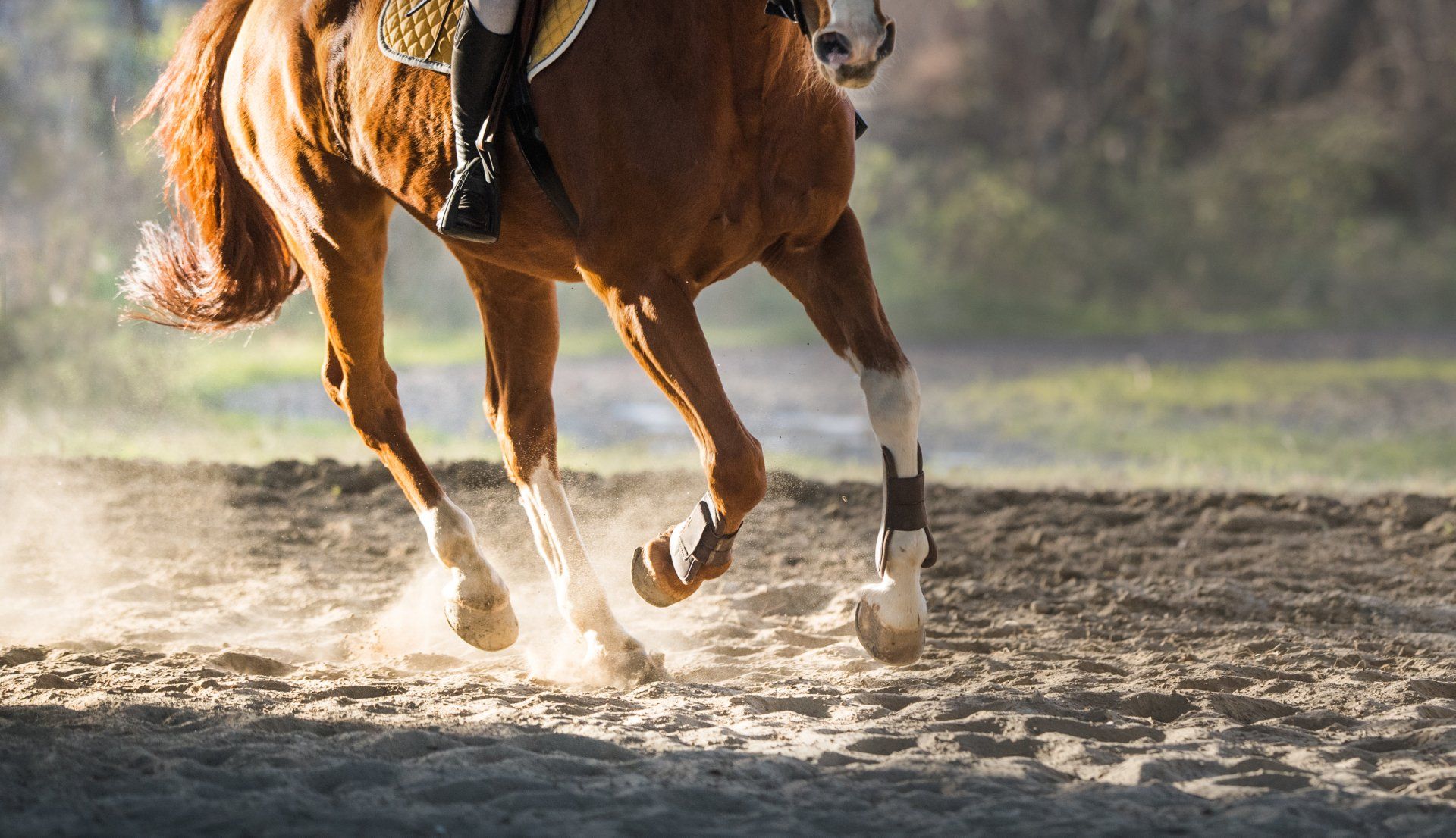 Riding Instructors