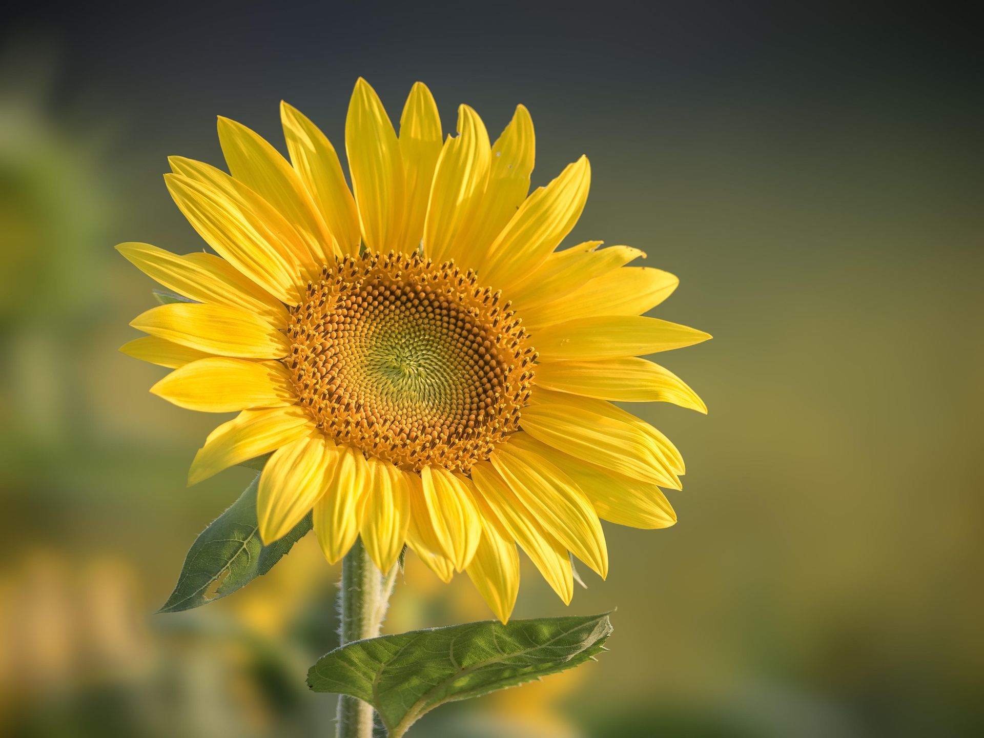 A close up of a sunflower with a blurry background