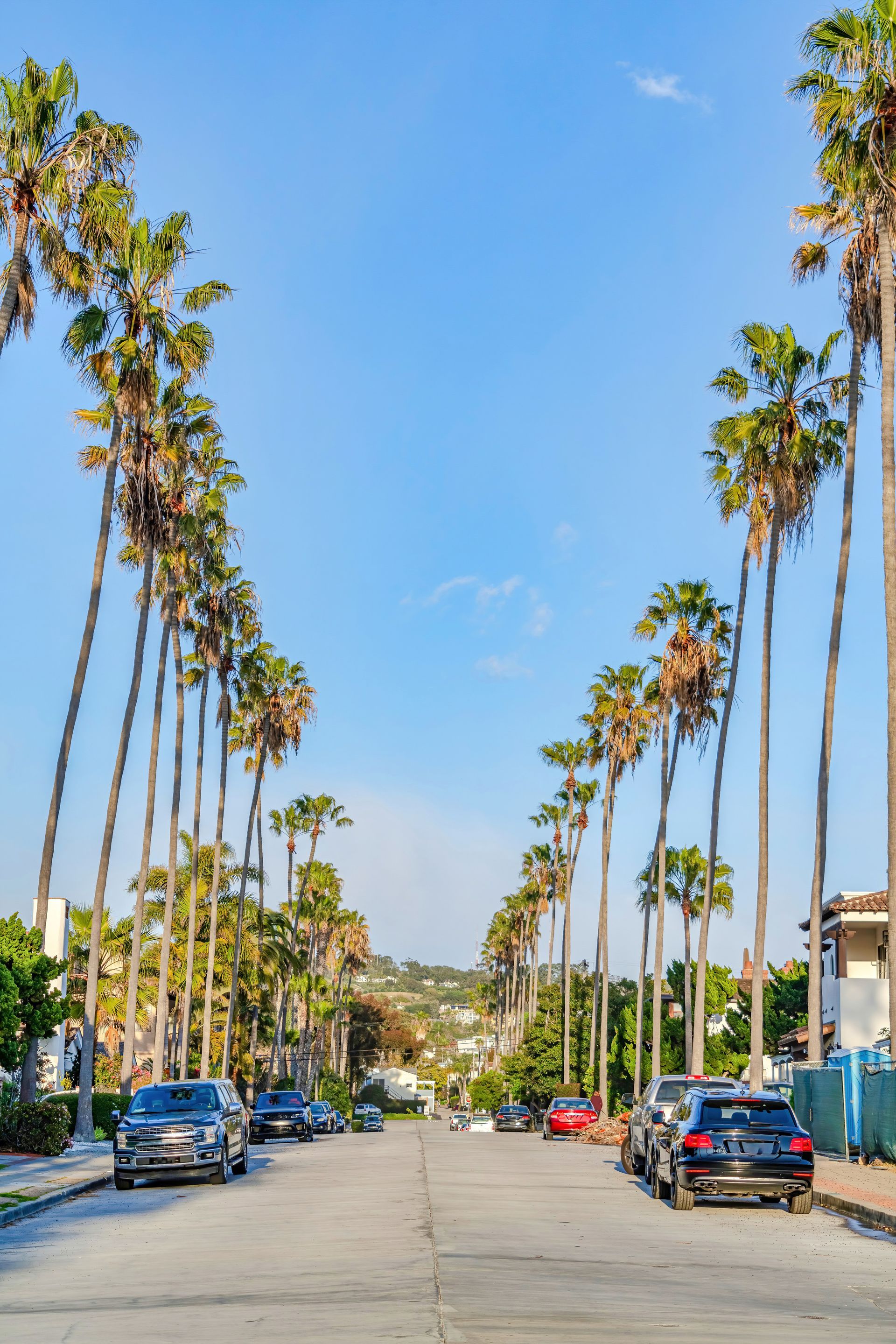 Palm-lined residential street with parked cars under a clear blue sky Palm-lined residential street with parked cars under a clear blue sky