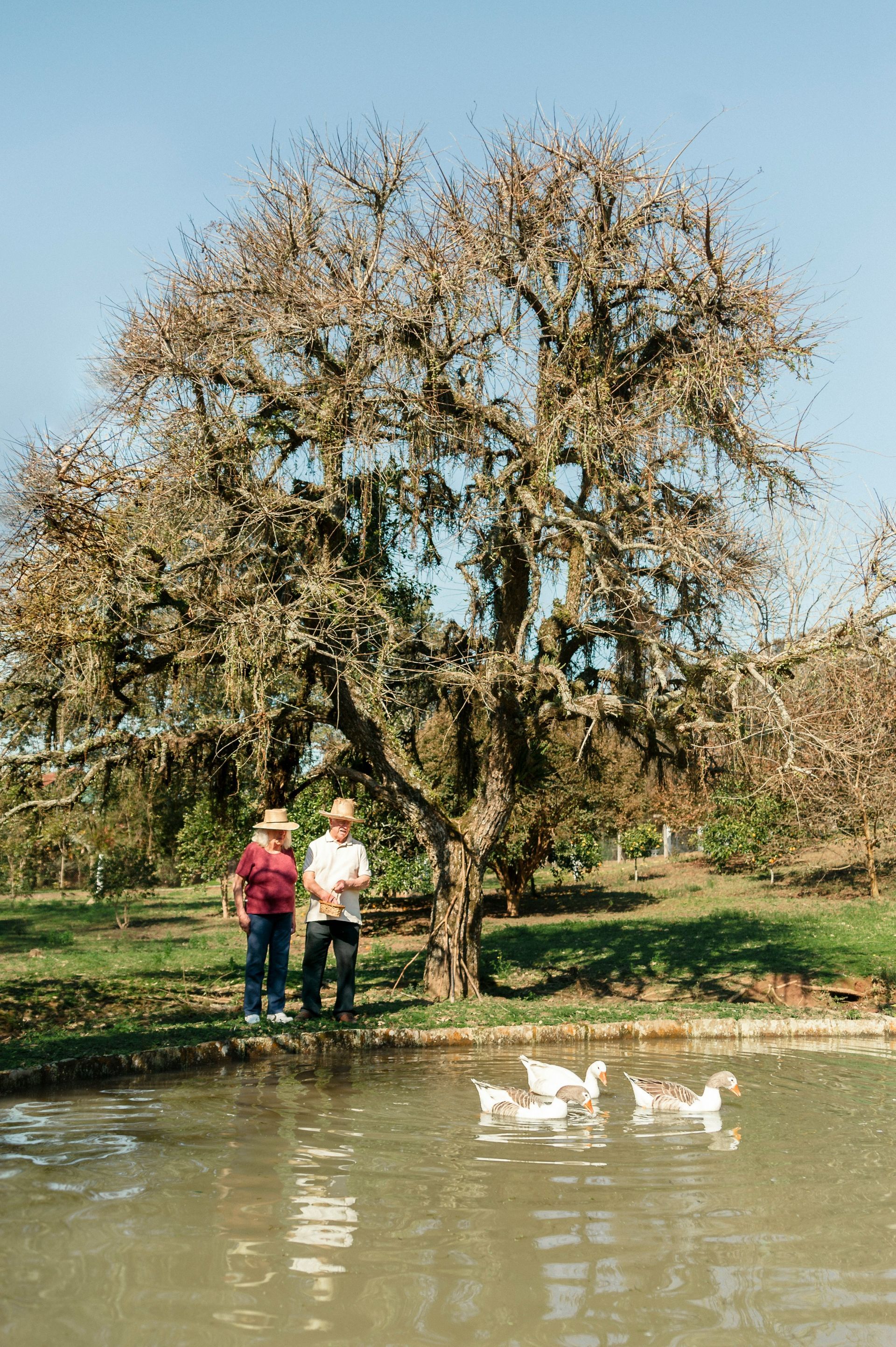 Two people are standing next to a pond with ducks in it.