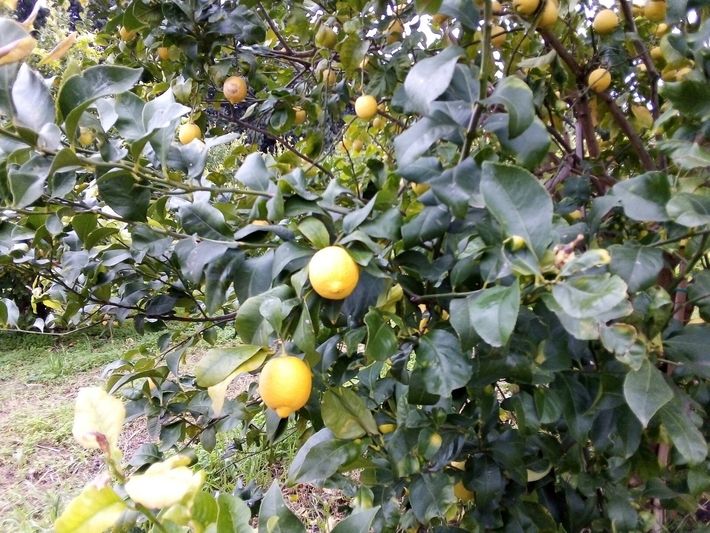 agrumi di Sicilia