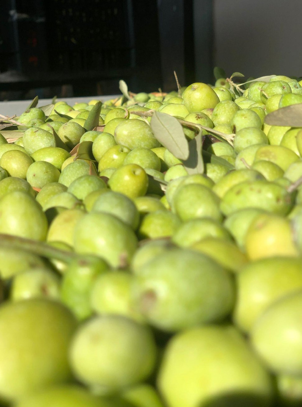 olive italiane