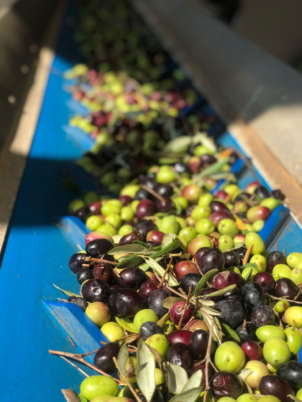 olive