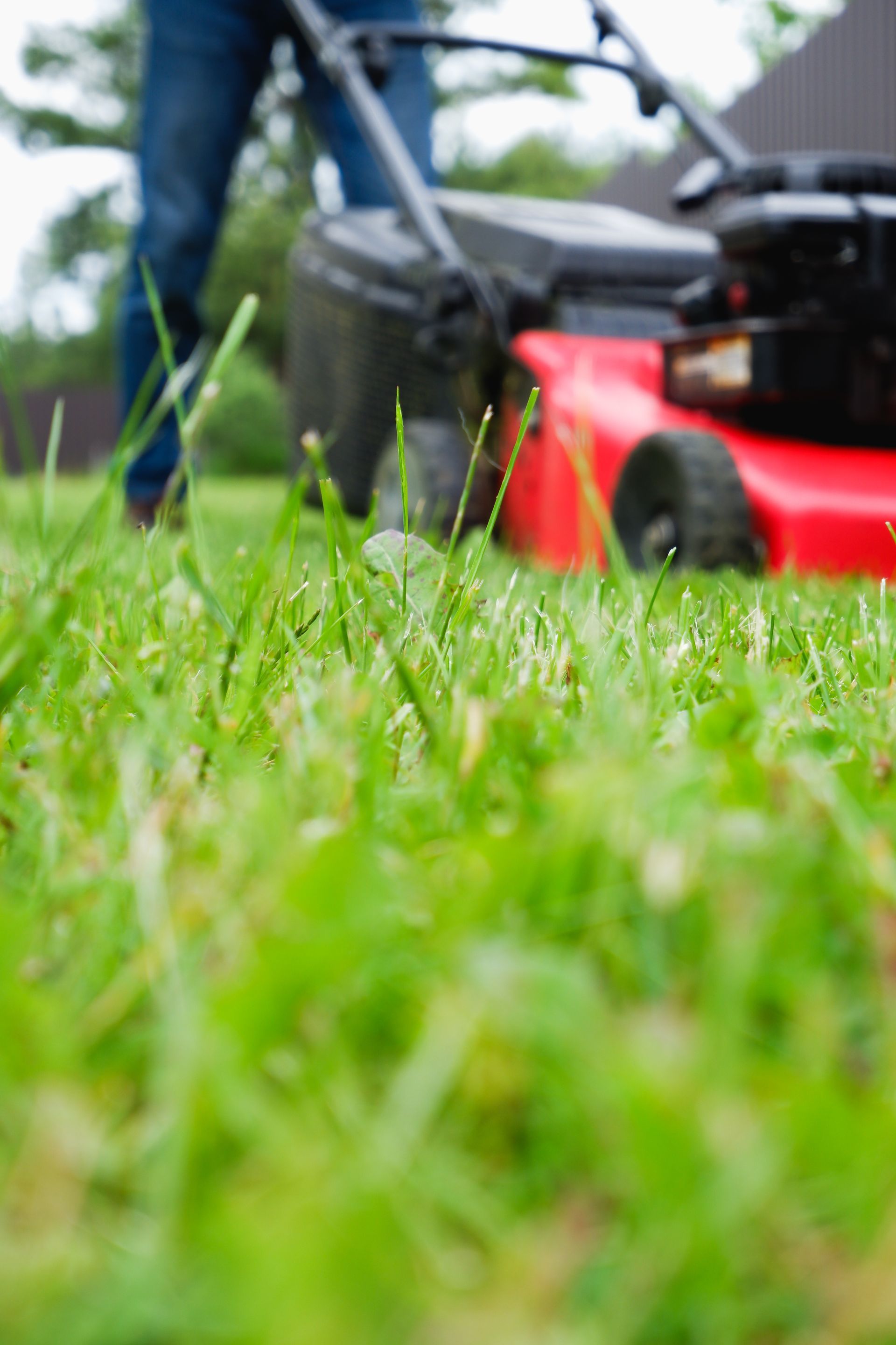 Close-up of green grass with a red lawn mower and a person in the background