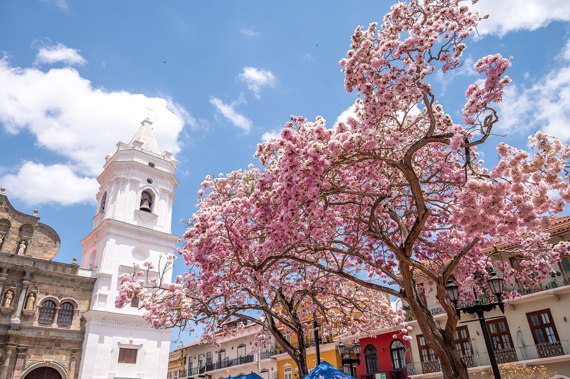 A tree with pink flowers is in a square in front of a church.