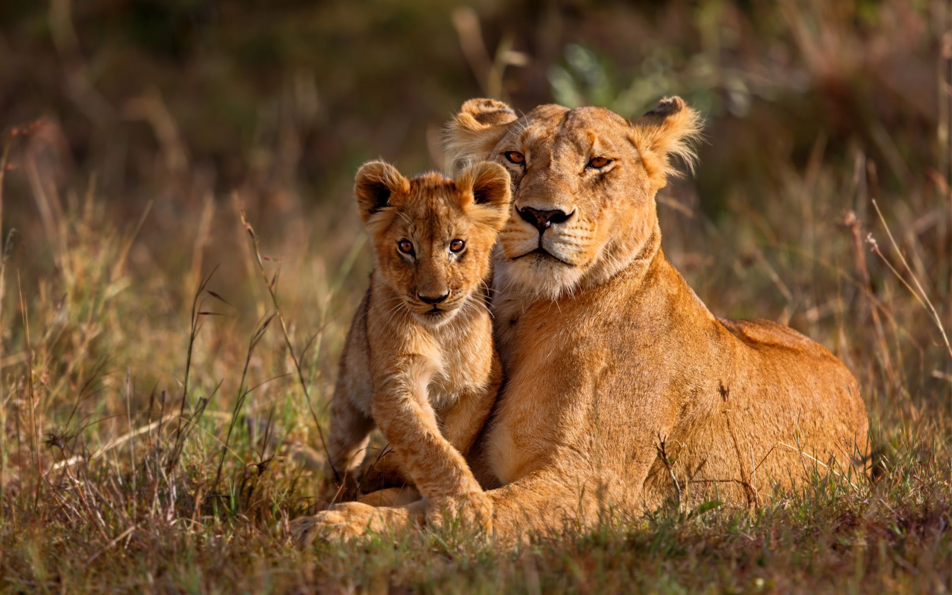A lioness and her cub are laying in the grass.