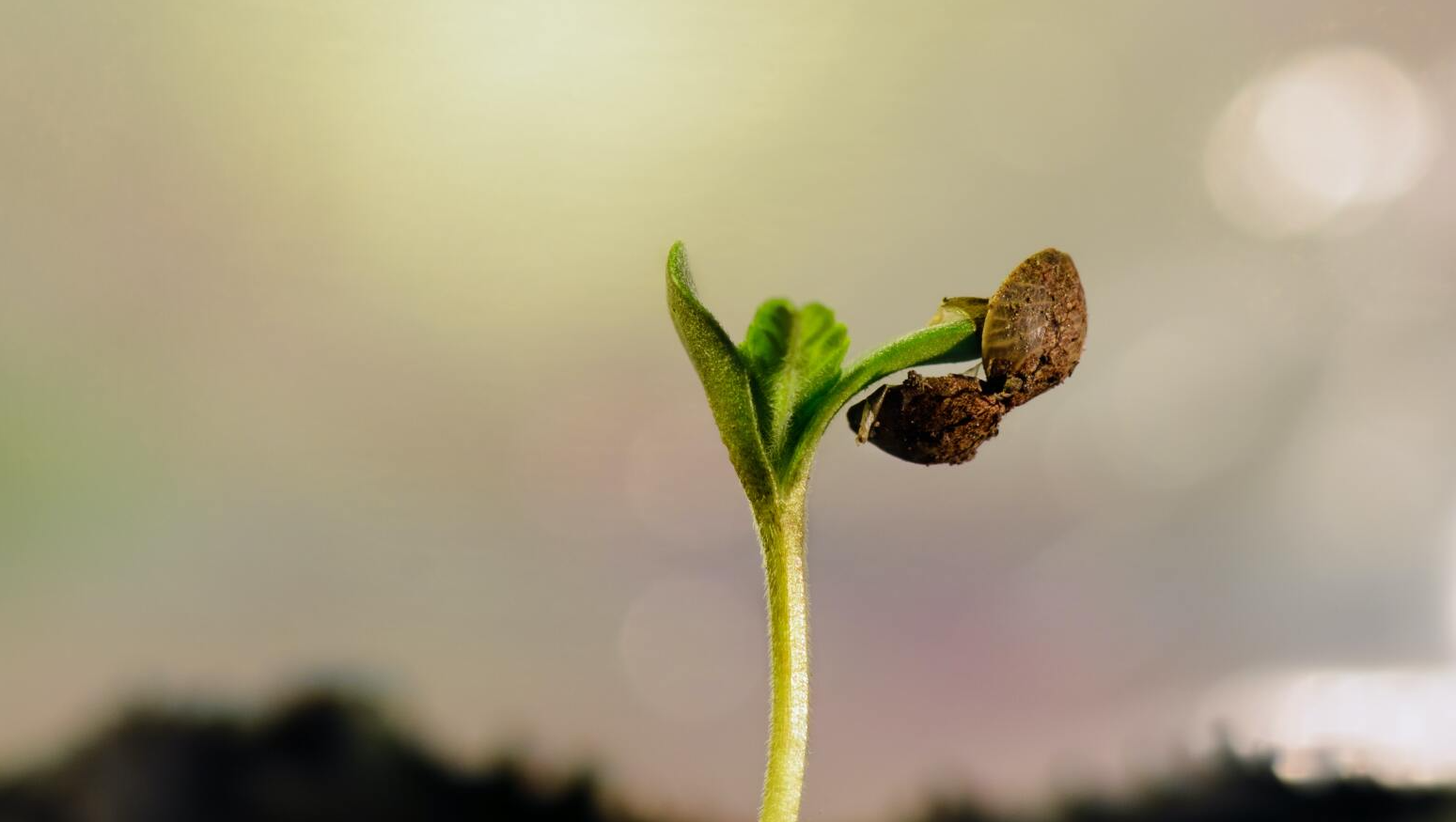 Sprouting seed