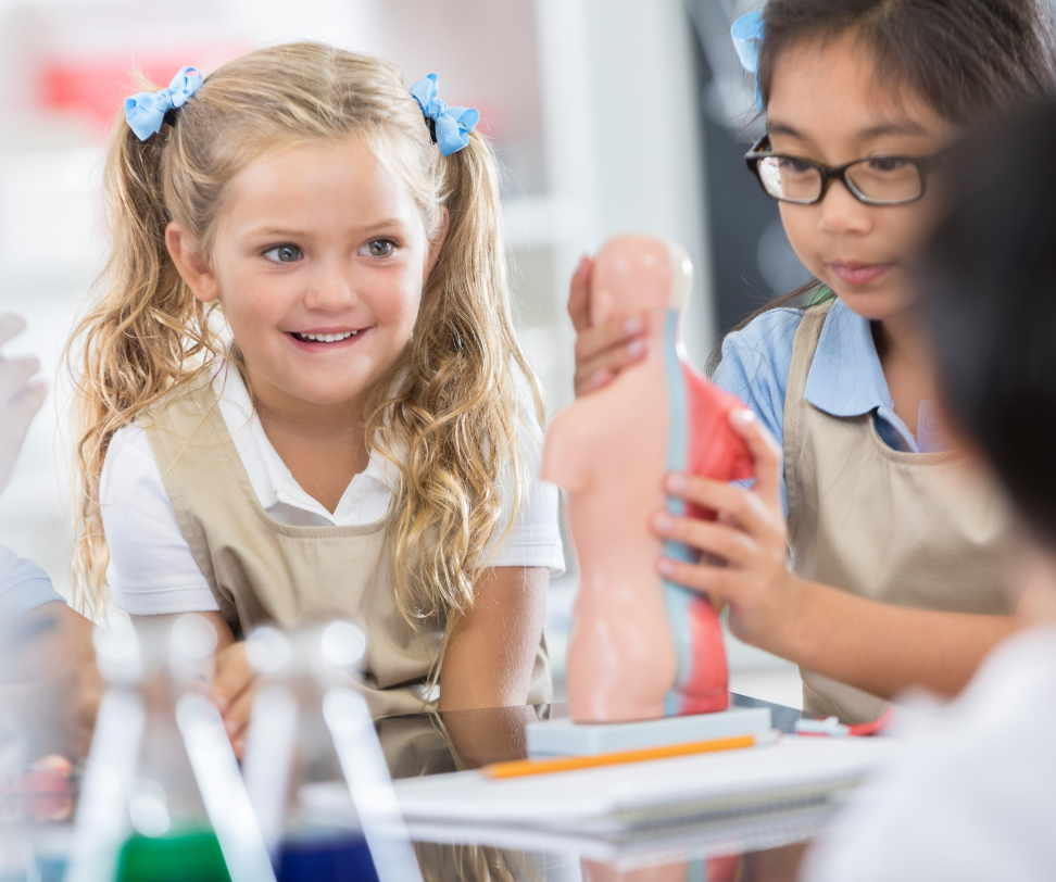 Two young girls are looking at a model of a human body.