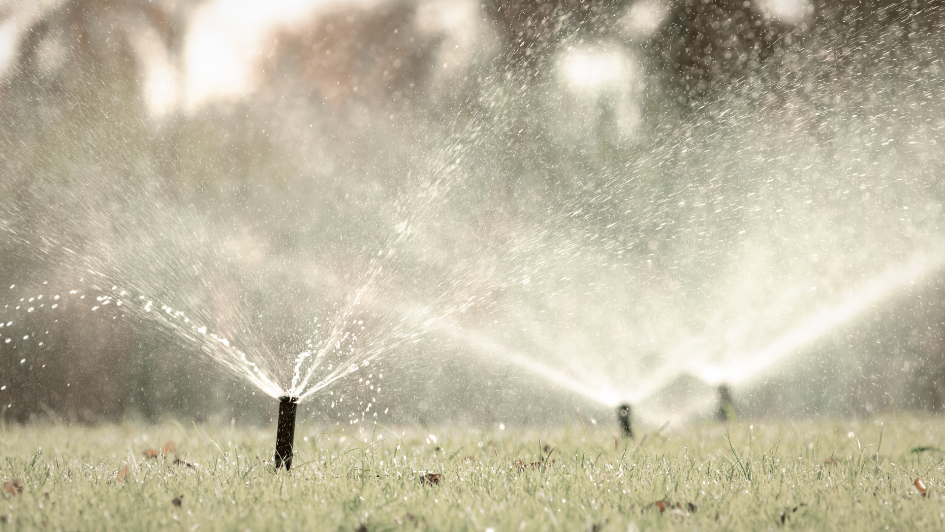 Sprinklers mist a grassy field in soft sunlight, with blurred trees in the background.