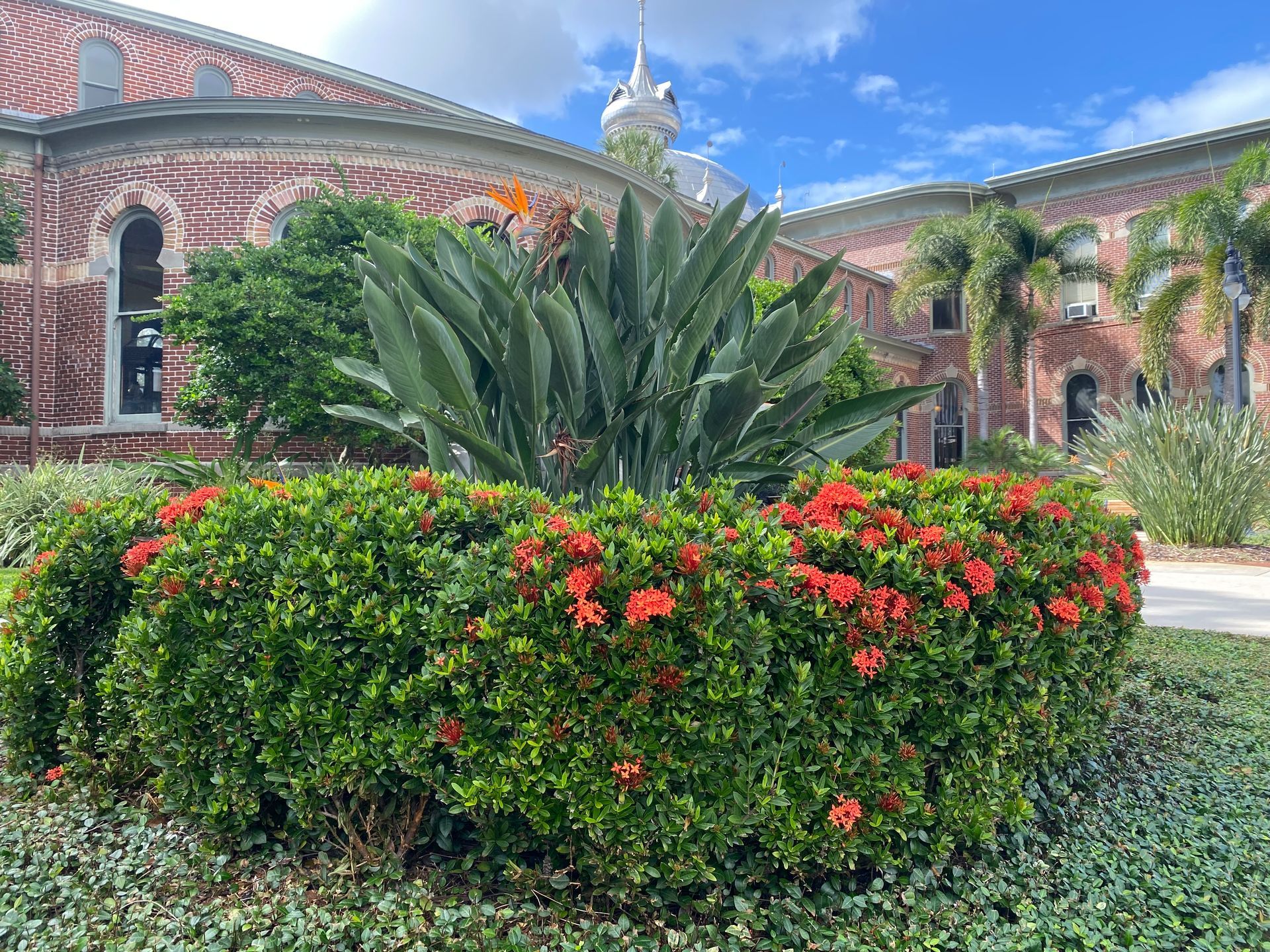 A bush with red flowers is in front of a building.