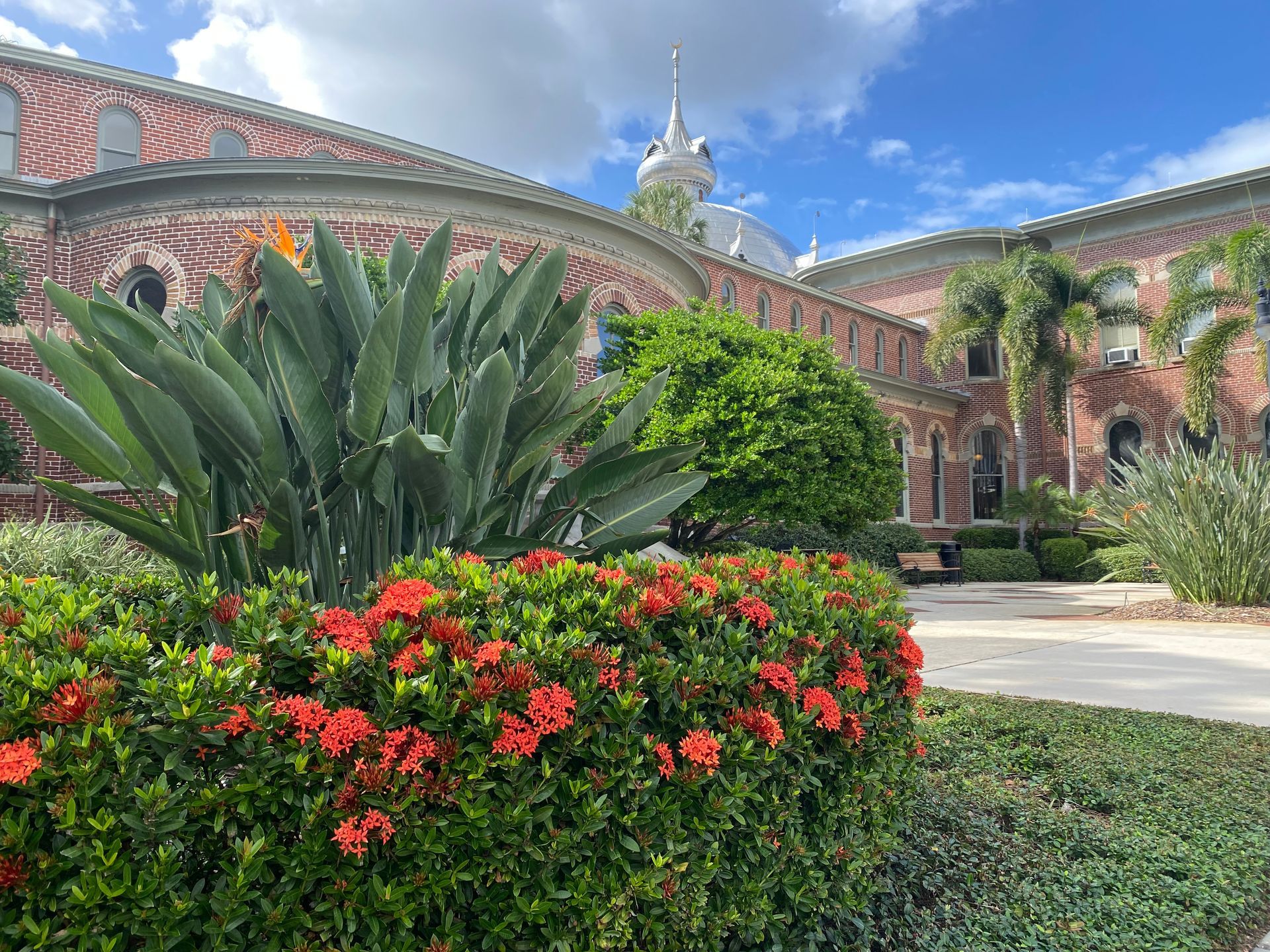 A bush with red flowers in front of a building with a clock tower in the background.