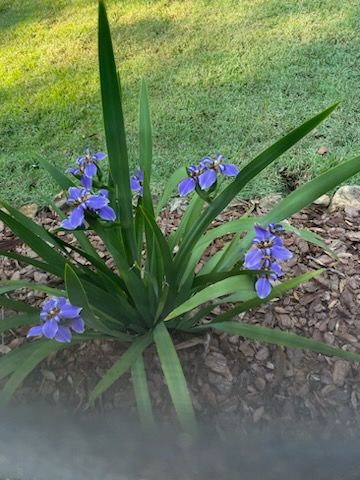 A plant with purple flowers and green leaves is growing in the dirt.