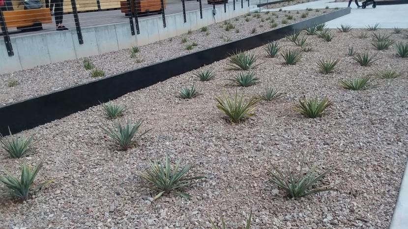 A garden filled with rocks and plants with a black border.