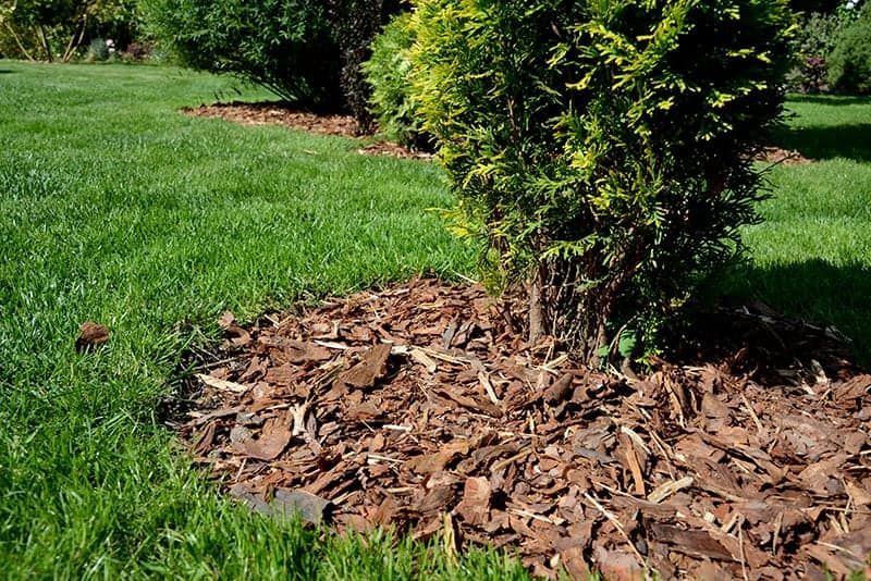 A tree is surrounded by mulch in a lush green yard.